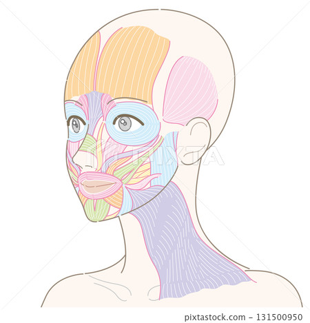 Facial muscles and platysma muscle seen from an oblique angle (no hairstyle/no names) Facial muscles and platysma muscle seen from an oblique angle (no hairstyle/no names) 131500950