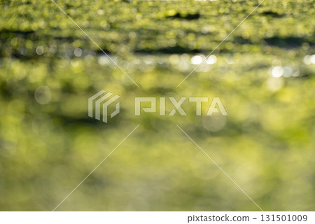 Background material: bokeh, water droplets, bright green image Background material: bokeh, water droplets, bright green image 131501009