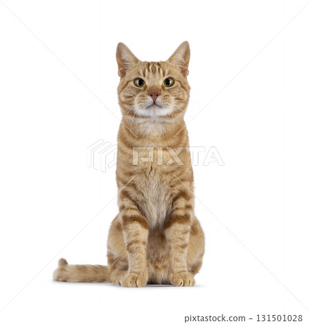 European Shorthair cat on white 131501028