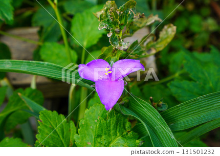 花園裡盛開的紫露草 131501232