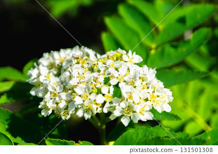 白山室堂平的花楸花簇擁而立。初夏的白山禦前峰(東尾岩路線)健行 白山室堂平的花楸花簇擁而立。初夏的白山禦前峰(東尾岩路線)健行 131501308