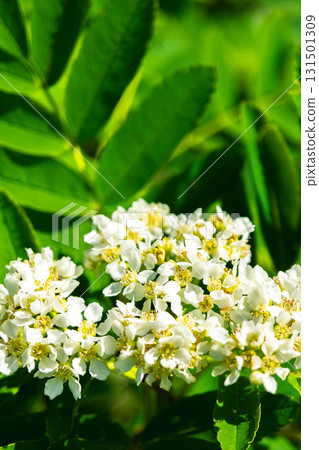 白山室堂平的花楸花簇擁而立。初夏的白山禦前峰（東尾岩路線）健行 131501309