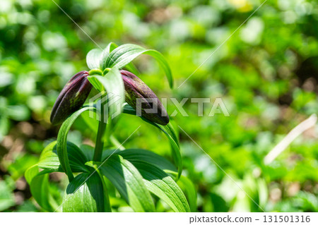 Black lily buds growing in clusters at Murododaira in Mt. Hakusan. Climbing Mt. Hakusan Gozenmine in early summer. 131501316