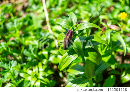 Black lily buds growing in clusters at Murododaira in Mt. Hakusan. Climbing Mt. Hakusan Gozenmine in early summer. 131501318