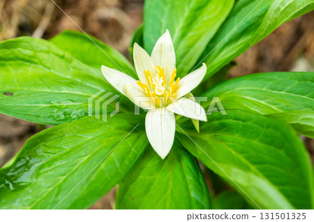 在白山新修的防沙步道上，成簇生長的衣笠草（又稱花笠草）。初夏攀登白山禦前峰 131501325