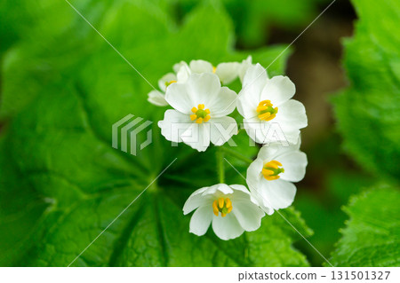Sankayo (mountain lotus) flowers growing in clusters on the new sand control trail at Mt. Hakusan. Climbing Mt. Hakusan Gozenmine in early summer Sankayo (mountain lotus) flowers growing in clusters on the new sand control trail at Mt. Hakusan. Climbing Mt. Hakusan Gozenmine in early summer 131501327
