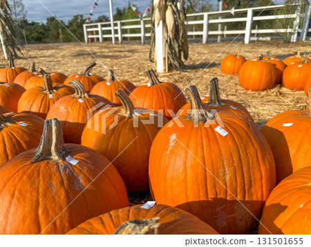 Large piles scattering of small pumpkins and gourds Large piles scattering of small pumpkins and gourds 131501655