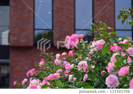 石橋文化中心的玫瑰 石橋文化中心的玫瑰 131501708