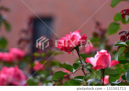 Roses at Ishibashi Cultural Center Roses at Ishibashi Cultural Center 131501713