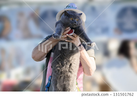 British Shorthair Cat With Plush Gray Coat 131501762