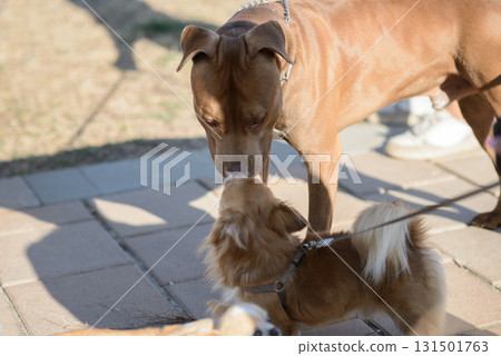 Friendly Dog Interaction Showing Pet Socialization 131501763