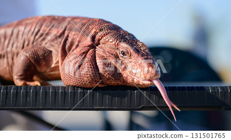 Red Tegu Extends Tongue in Natural Reptile Gesture 131501765