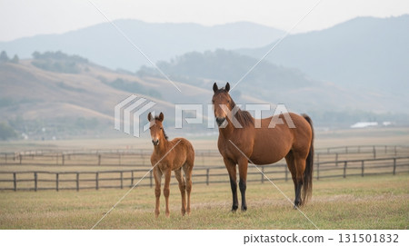 Horses In Scenic Pasture With Mountains In Background. Tranquil Rural Landscape Showcasing Equine Beauty 131501832