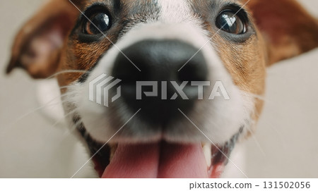 Close-Up Of A Playful Dog With Tongue Out. Capturing Joyful Canine Expression 131502056