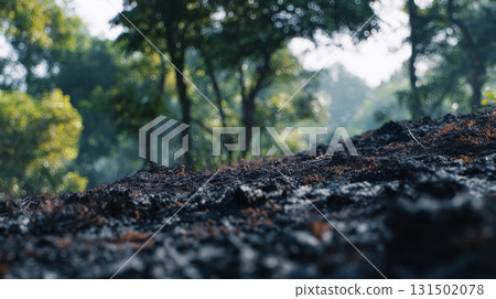 Burnt Forest Floor With Lush Green Trees In Background. Contrast Of Destruction And Renewal In Nature Burnt Forest Floor With Lush Green Trees In Background. Contrast Of Destruction And Renewal In Nature 131502078