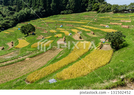 Oyama Senmaida rice terraces in Kamogawa City, Chiba Prefecture 131502452