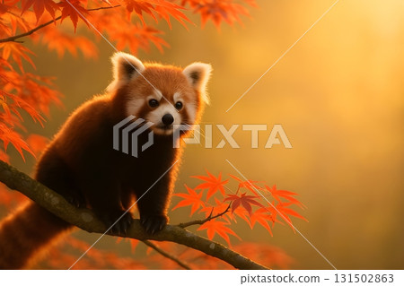 Red panda perched on a maple branch among vibrant autumn leaves, backlit by golden sunset. 131502863