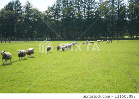 Sheep's March 131503092