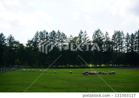 Sheep grazing peacefully Sheep grazing peacefully 131503117