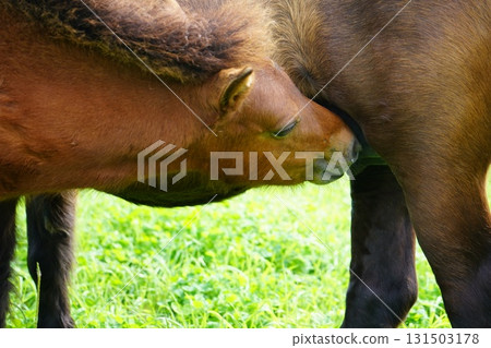 Baby pony drinking milk Baby pony drinking milk 131503178