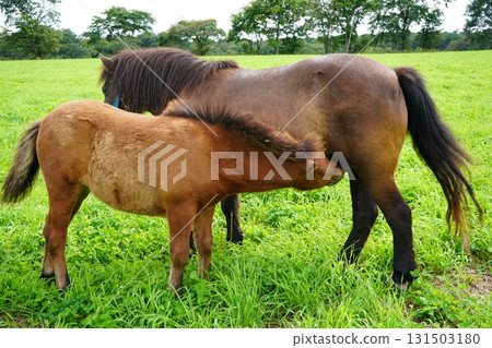 Baby pony drinking milk 131503180