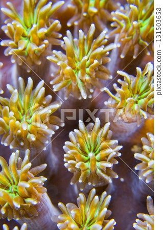 Boulder Coral, Bunaken National Marine Park 131503658