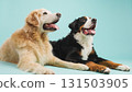 Golden retriever and bernese mountain dog panting on turquoise background 131503905