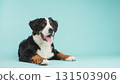 Bernese mountain dog lying down and panting on turquoise background 131503906