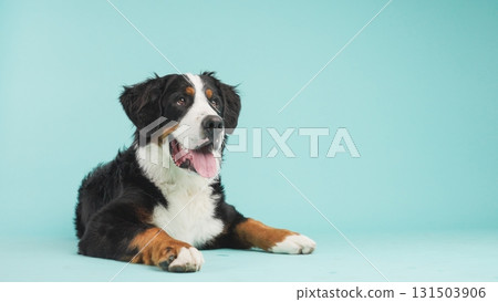 Bernese mountain dog lying down and panting on turquoise background Bernese mountain dog lying down and panting on turquoise background 131503906