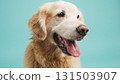 Golden retriever panting on turquoise background: studio portrait of happy dog 131503907
