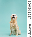 Golden retriever sitting and looking up with open mouth on turquoise background 131503908