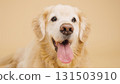Golden retriever panting on beige background 131503910