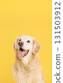 Golden retriever panting on yellow background 131503912