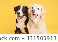Bernese mountain dog and golden retriever panting on yellow background 131503913