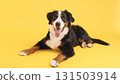 Bernese mountain dog lying down on yellow background 131503914