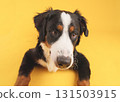 Bernese mountain dog peeking through hole on yellow background 131503915