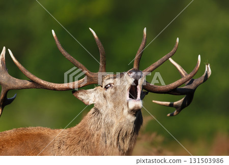 Portrait of a red deer stag calling during the rut in autumn Portrait of a red deer stag calling during the rut in autumn 131503986