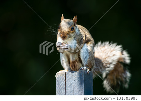 Grey squirrel eating nut on a garden fence post Grey squirrel eating nut on a garden fence post 131503993