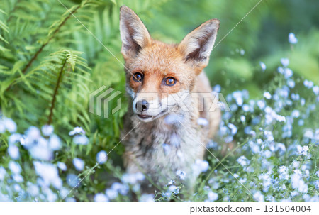 Portrait of a cute red fox framed by green ferns and blue flowers Portrait of a cute red fox framed by green ferns and blue flowers 131504004