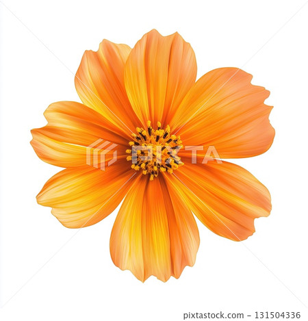 Orange flower with pointed petals and yellow center on white background 131504336
