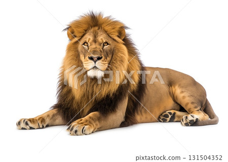 Lion isolated on a white background. Beautiful wild animal Lion isolated on a white background. Beautiful wild animal 131504352