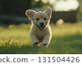 Cute happy dog playing and running outdoors facing the camera 131504426