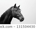 A black horse with a glossy coat, captured in a dramatic close-up against a white background 131504430