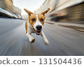 Cute happy dog playing and running towards the camera with motion effect 131504436
