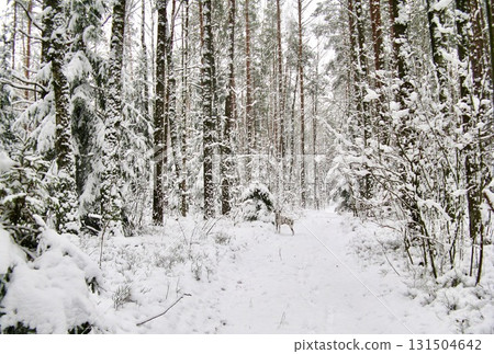 Dalmatian dog walking on a snowy forest path, experiencing winter nature scenery with tall trees and white snow 131504642