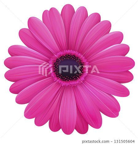 vibrant pink gerbera daisy with detailed petals and dark center, isolated on transparency background, showcasing its natural beauty and intricate design 131505604