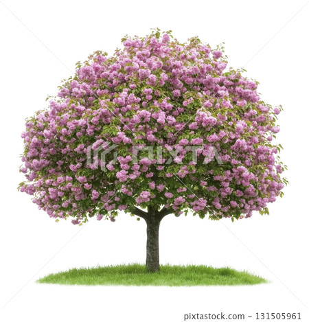 lush tree with vibrant pink blossoms stands on patch of green grass, showcasing nature beauty and tranquility. full bloom creates stunning visual contrast against green foliage 131505961