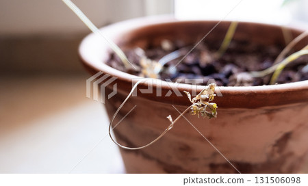 Dried flower in a clay pot with soil. The flower is brown and wilted, showing signs of age. The pot is simple and unadorned, made of terracotta. 131506098