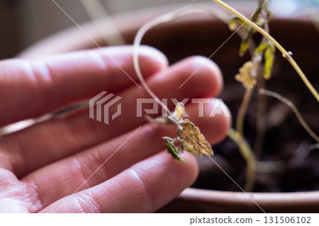 Dried flower in a clay pot with soil. The flower is brown and wilted, showing signs of age. The pot is simple and unadorned, made of terracotta. 131506102