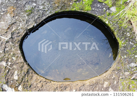 True rice crown group 131506261